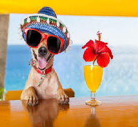 dog with sombrero