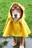 dog in raincoat